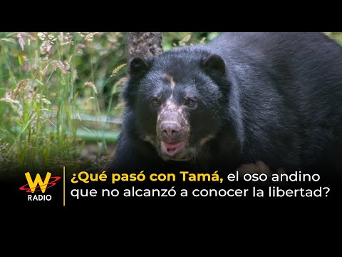 ¿Qué pasó con Tamá, el oso andino que no alcanzó a conocer la libertad? | La W