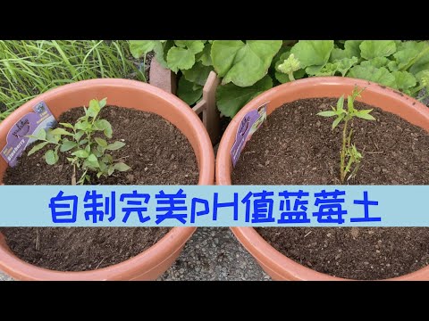 【种蓝莓之二】蓝莓土壤pH要求和自制有机蓝莓土｜移栽蓝莓方法及过程｜❌咖啡渣或松针❌并不能降低土壤pH值，不要听信谣言！｜Blueberry Planting Soil