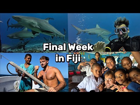 I Scuba Dived With Bull Sharks In Fiji!