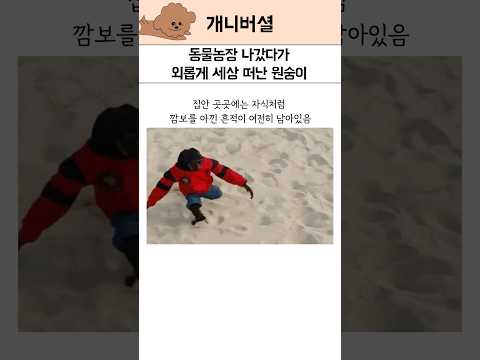 동물농장 나갔다가 가족들과 헤어져 세상을 떠난 원숭이