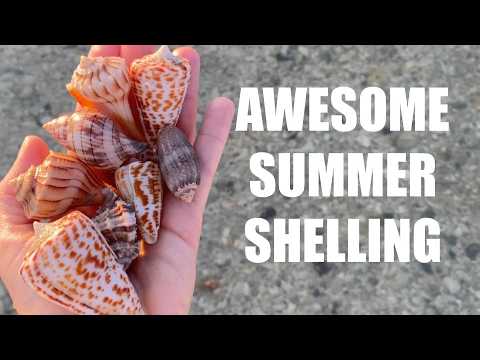 The shelling was better than it should be. Alphabet cones were everywhere!