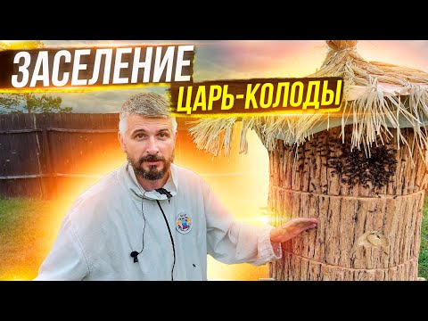 Want to take a peek into a bee's nest? This is the place for you. A fascinating view of the insid...