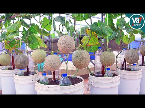 How to Grow Melon in Container Plus Automatic Drip Irrigation