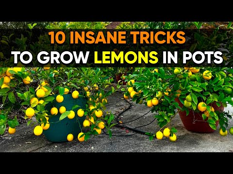 How to Grow Unlimited Lemons in Pots — 7 Must-Know Citrus Tips! 🪴