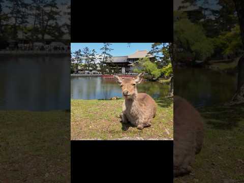 japan2025.mp4 #cinematic #tokyo #japan #danielcaesar #japantravel