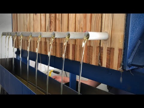 Переробка соняшника на олій! Як це відбувається? Який вихід олії?