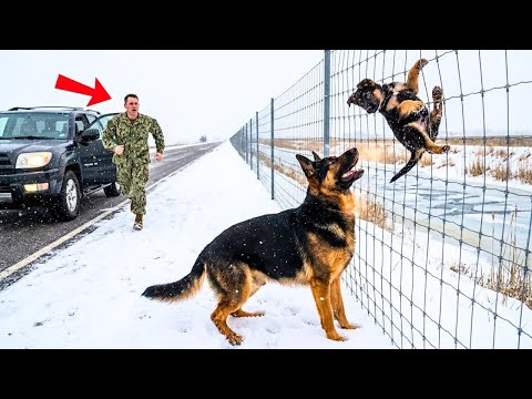 Mother Dog Begs a Navy SEAL to Save Her Puppy – Please Rescue the Shepherd Caught in the Fence