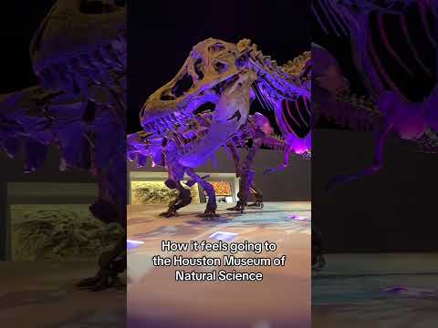 DINOSAUR FOSSILS AT THE MUSEUM!