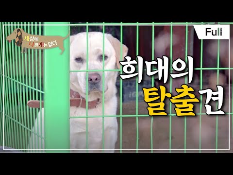 [Full] 세상에 나쁜 개는 없다 - 야수가 된 리트리버, 구름이