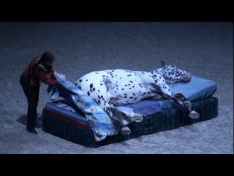 The Funny Horse Scout