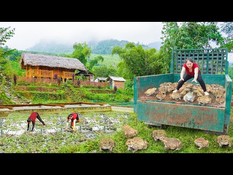 Harvesting Many Frogs In Trieu Thi Chuong's Farm - Use Truck To Transport A Lot Of Frog Go To Sell