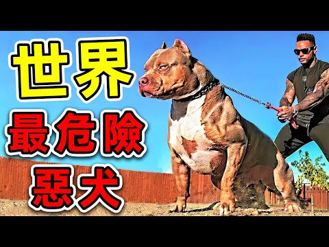 全世界最危險的10種狗！比獅子還要兇猛10倍，第一名千萬別摸，否則後果自負！|#世界之最top #世界之最 #出類拔萃 #腦洞大開 #top10 #最危險的狗