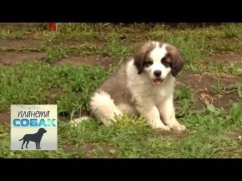 Московская сторожевая. Планета собак 🌏 Моя Планета