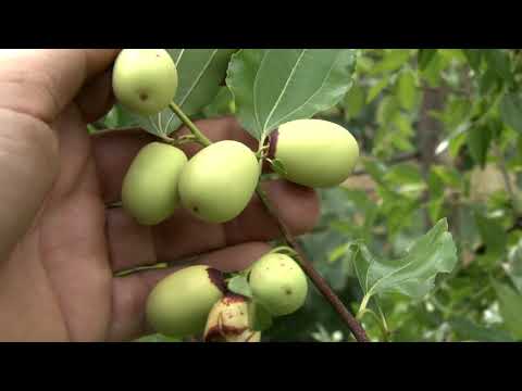 Огляд кількох сортів зизифуса урожай 2020