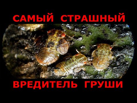 Вредитель опаснее парши и ржавчины груши. Как с ним бороться?