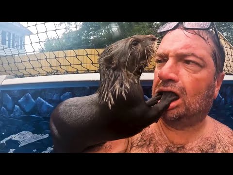 FUNNIEST Wild Animal Moments Caught on Camera 🤣