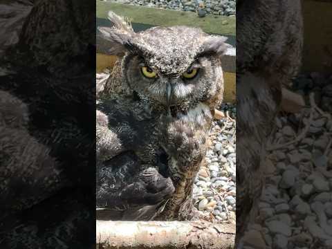 $1000 vs $2300 binoculars - Nikon | Zeiss | Swarovski #binoculars #birdwatching