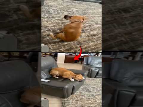 You Have to See What This Dog Does Next!