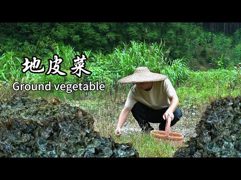雨後的大山裡，藏著鮮美難洗食材，地皮菜。這是大自然的饋贈，採摘一籃子，用三种不同的做法烹饪不一樣的菜肴，和家人分享這道難得的食物。#中国美食 #家庭菜 #传统文化 #cooking #美食 #地皮菜