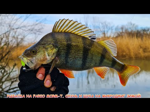 Perch and pike on microjig in winter!