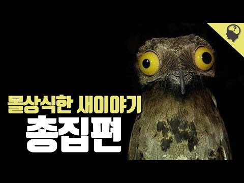 몰상식한 조류 이야기 모음집