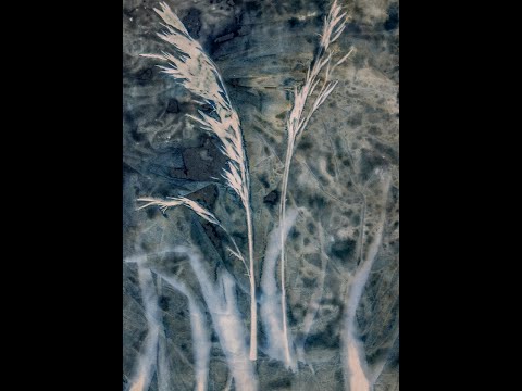 a cyanotype winters walk