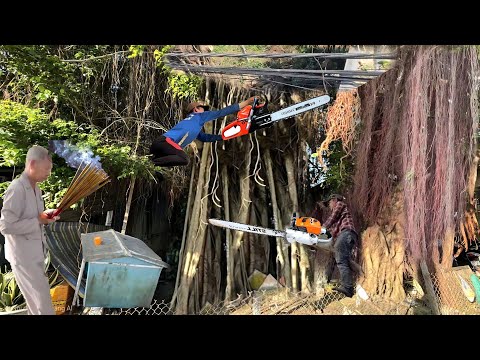 Our Volunteer Group Cuts Down Trees with Lots of Electrical Wires to Use as Firewood for the Temp...