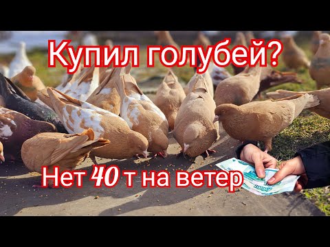 Pigeons? - no 40t to the wind