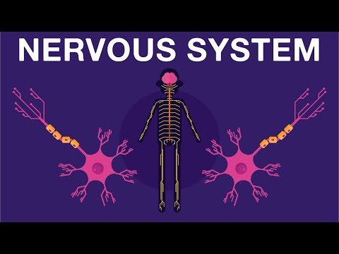 Nervous System - Get to know our nervous system a bit closer, how does it works? | Neurology