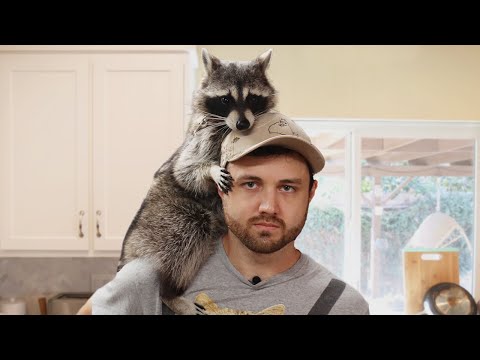 I Rented a Raccoon to Simulate Having a Child
