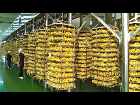 韩国农民如何大规模种植人参 | 人参收获加工全过程 | 高丽参种植 | 韩国高丽参