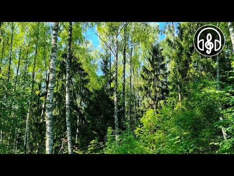 Very beautiful morning forest. Birdsong for relaxation and sleep.