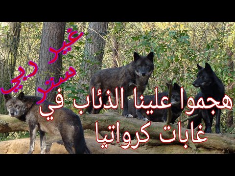 أخطر رحلة في غابات كرواتيا 🇭🇷 اللعينة 20 ذئب فالظلمة 😱 غي ربي حفظ 🏃