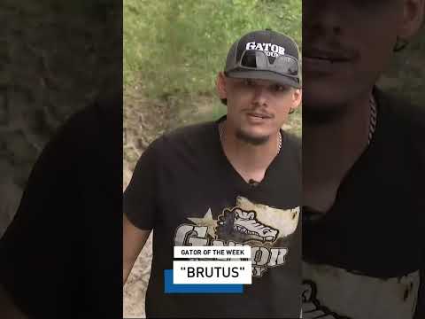 Gator of the Week: Brutus