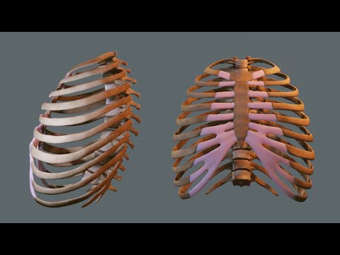 Sculpting Rib Cage in blender