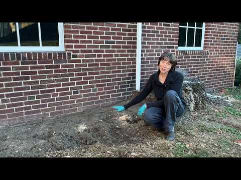Extreme Gardening or How to Create a Flower Bed