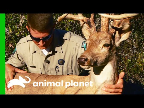 Game Wardens Plant Decoy To Catch Poachers | Lone Star Law