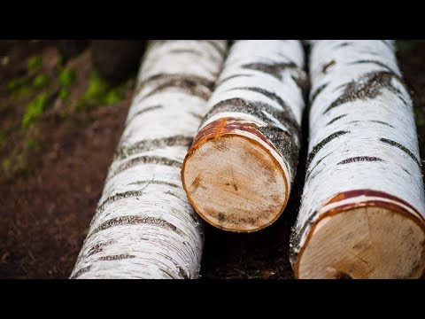 DIY Birch Wooden Barrel | Birch Barrel | How to make a wooden barrel with your own hands