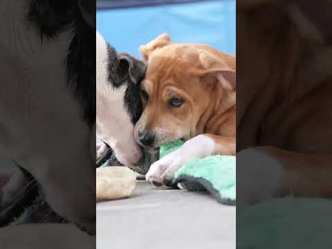 Meet Clyde! He has found his forever home !