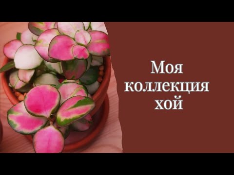 Хойи. Обзор моей коллекции 🌱