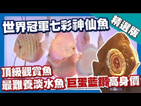 台灣第一等【會分泌乳汁的七彩神仙魚 百萬冠軍魚培育達人】南投_精選版