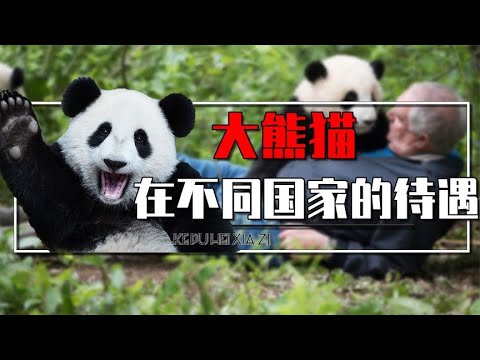 不同国家如何对待大熊猫？一方水养一方熊猫，哪一国对大熊猫最好