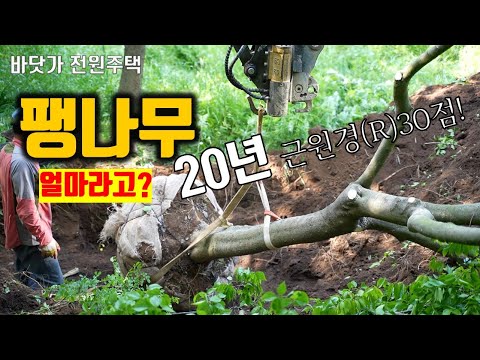 마당에 20년짜리 거대한 팽나무를 심었습니다. 작업이 정말 엄청나게 섬세하더군요! 바닷가에서 잘 자란다는 고급 수종인 팽나무! #전원주택조경 #전원주택정원 #정원가꾸기
