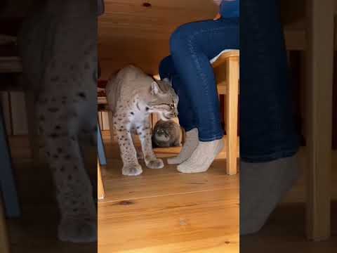 Hangry Wild Cats: Kitchen Drama