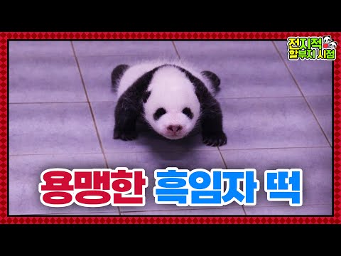 (SUB) [전지적 할부지 시점] ep.135 ‘듬직바오’ 점점 용맹해지는 쌍둥이 판다들과 아빠바라기 아이바오🐼│Panda World