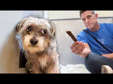 He Attacked - Now We Know Why 😔