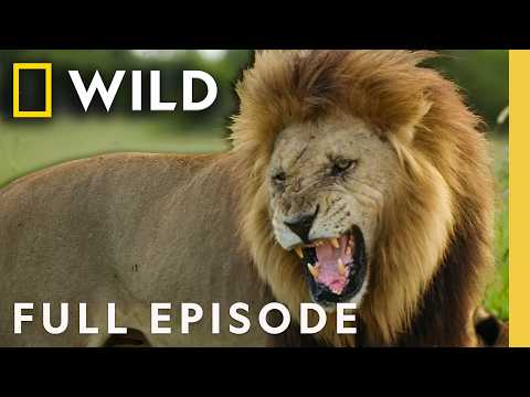 Armies & Empires Face Off (Full Episode) | Savage Kingdom Compilation | Nat Geo Animals