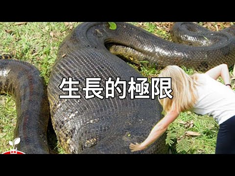 生長無極限，這些動物能長到多大？可怕！難以置信！【出類拔萃】