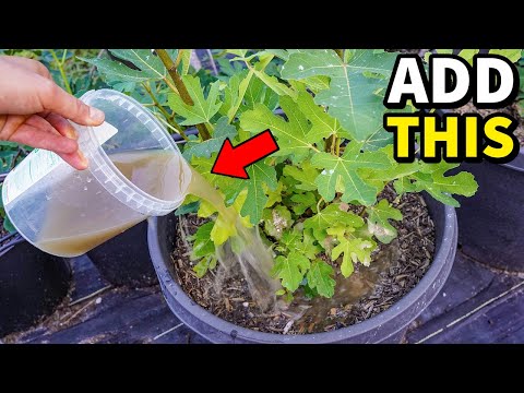 Pour THIS On Your Fig Trees, Watch Fig Production EXPLODE!
