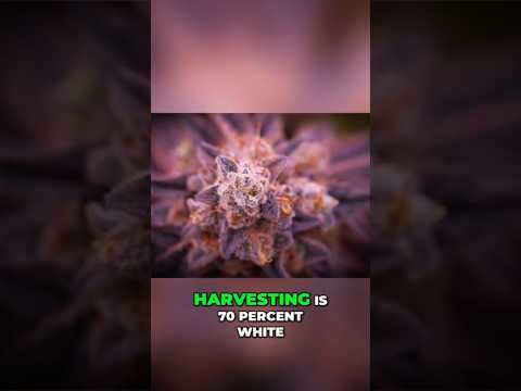 Trichomes Don’t Lie 👀 Harvest Weed at the PERFECT Time